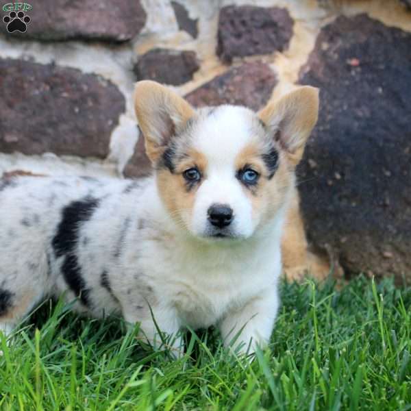 Grace, Pembroke Welsh Corgi Puppy