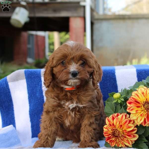 Grace, Cavapoo Puppy