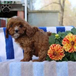Grace, Cavapoo Puppy