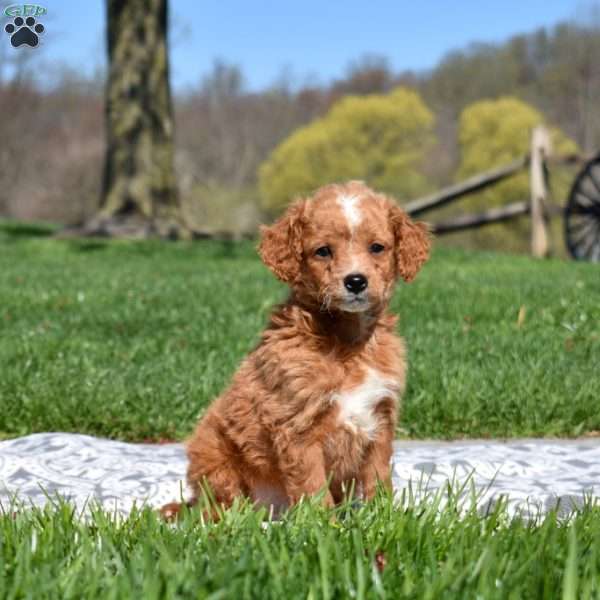 Graham-F1B, Mini Goldendoodle Puppy