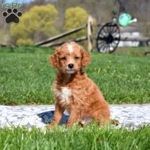 Graham-F1B, Mini Goldendoodle Puppy