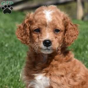 Graham-F1B, Mini Goldendoodle Puppy