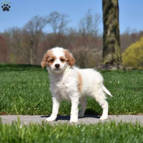 Granola-F1B, Mini Goldendoodle Puppy