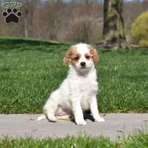 Granola-F1B, Mini Goldendoodle Puppy