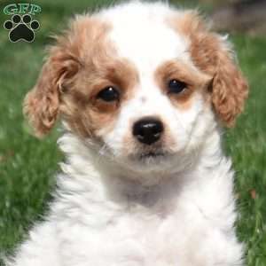 Granola-F1B, Mini Goldendoodle Puppy