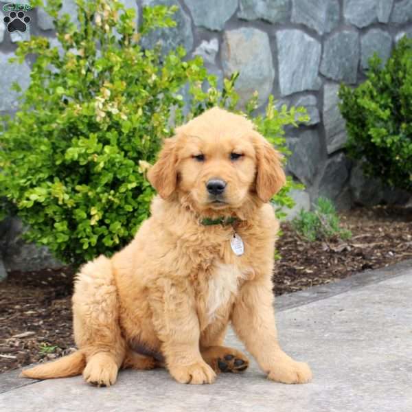 Griffon, Golden Retriever Puppy