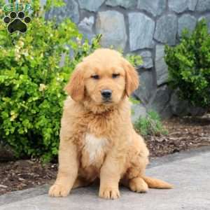 Griffon, Golden Retriever Puppy