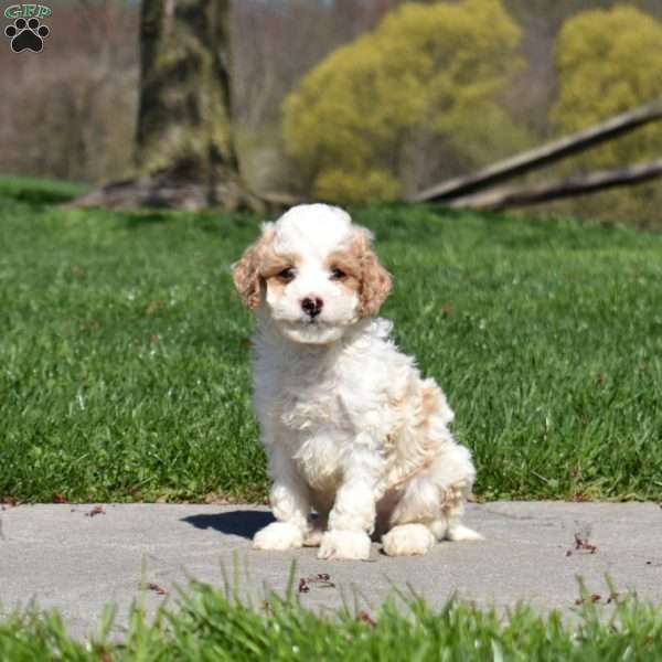Grits-F1B, Mini Goldendoodle Puppy