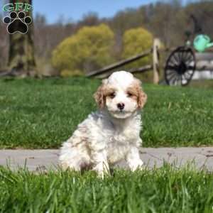 Grits-F1B, Mini Goldendoodle Puppy