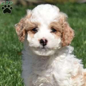 Grits-F1B, Mini Goldendoodle Puppy
