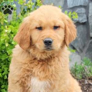 Griffon, Golden Retriever Puppy