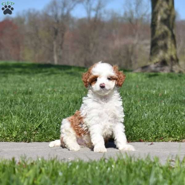 Gumbo-F1B, Mini Goldendoodle Puppy