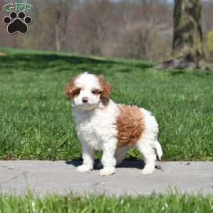 Gumbo-F1B, Mini Goldendoodle Puppy