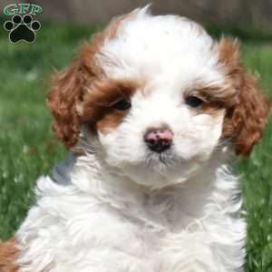 Gumbo-F1B, Mini Goldendoodle Puppy