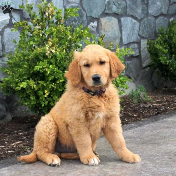 Gunner, Golden Retriever Puppy