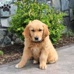 Gunner, Golden Retriever Puppy