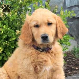 Gunner, Golden Retriever Puppy