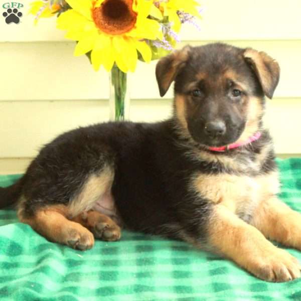 Gus, German Shepherd Puppy
