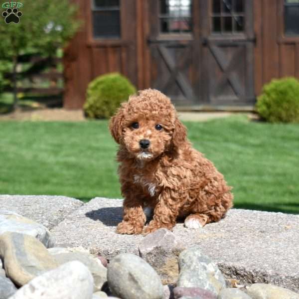 Gus, Miniature Poodle Puppy