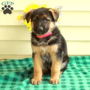 Gus, German Shepherd Puppy