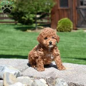 Gus, Miniature Poodle Puppy