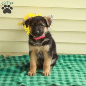 Gus, German Shepherd Puppy