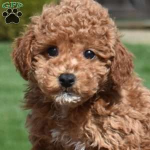 Gus, Miniature Poodle Puppy