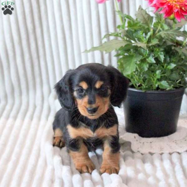 Gwen-Mini, Dachshund Puppy