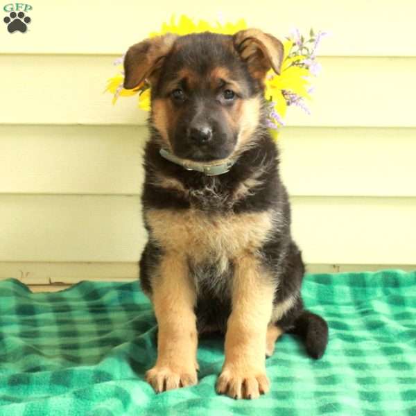 Gwen, German Shepherd Puppy
