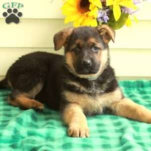 Gwen, German Shepherd Puppy