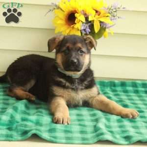 Gwen, German Shepherd Puppy