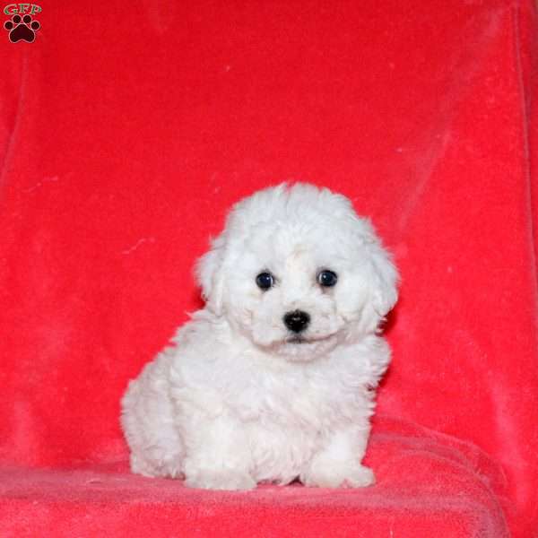 Hachi, Bichon Frise Puppy