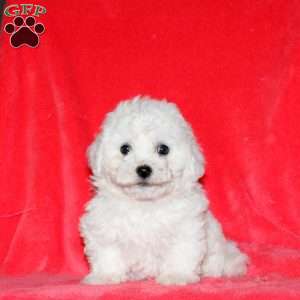 Hachi, Bichon Frise Puppy