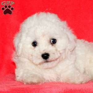 Hachi, Bichon Frise Puppy