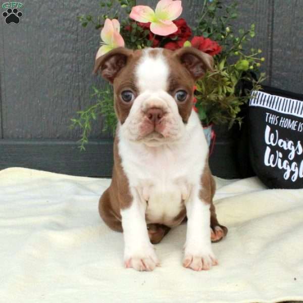 Hailey, Boston Terrier Puppy