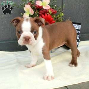 Hailey, Boston Terrier Puppy