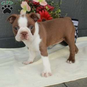 Hailey, Boston Terrier Puppy