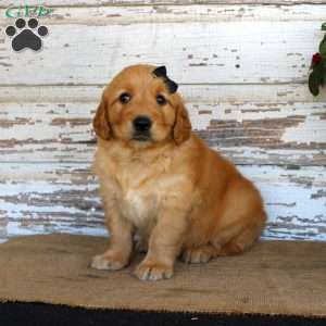 Haley, Golden Retriever Puppy