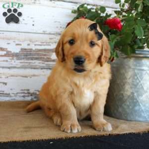Haley, Golden Retriever Puppy