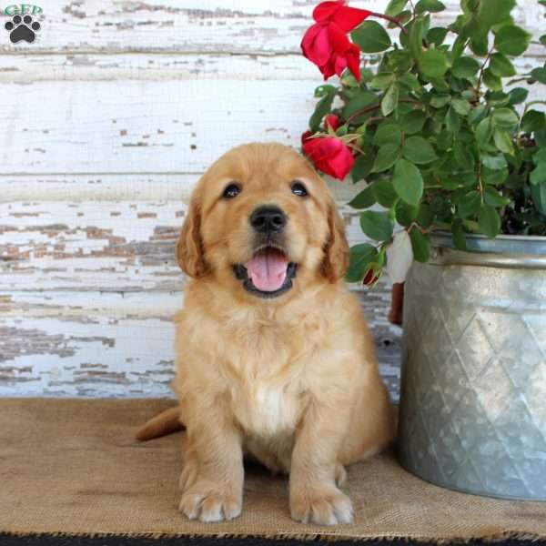 Haley, Golden Retriever Puppy