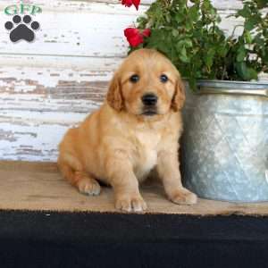 Haley, Golden Retriever Puppy