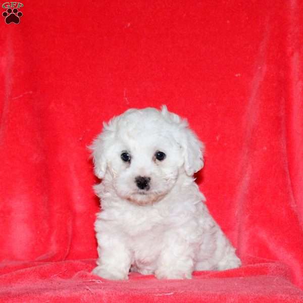 Halo, Bichon Frise Puppy