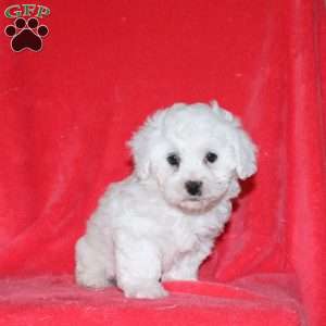Halo, Bichon Frise Puppy