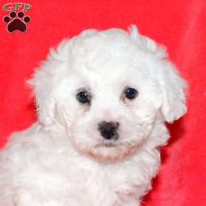 Halo, Bichon Frise Puppy