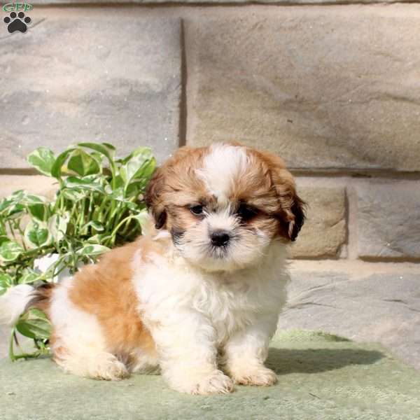 Hank, Teddy Bear Puppy