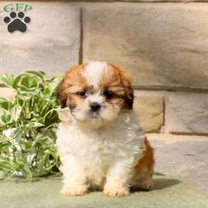 Hank, Teddy Bear Puppy