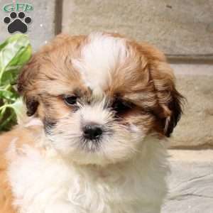 Hank, Teddy Bear Puppy