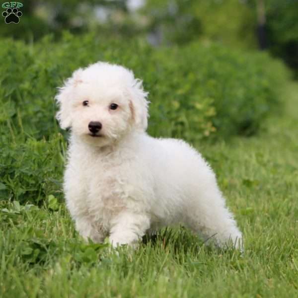 Hank, Miniature Poodle Puppy