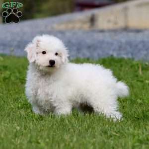 Hank, Miniature Poodle Puppy