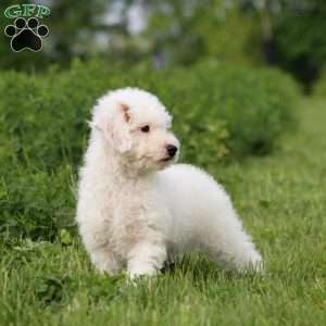 Hank, Miniature Poodle Puppy